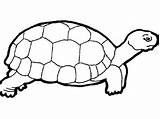 Coloring Tortoise Pages Print Popular sketch template