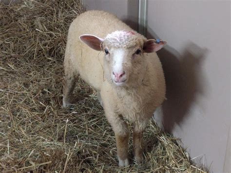 baby lamb escaped meat truck   sanctuary rvegan