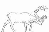 Reindeer Coloring Pages Swedish Caribou Supercoloring Via sketch template