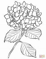 Hydrangea Coloring Pages Drawing Flowers Line Outline Drawings Flower Easy Choose Board sketch template