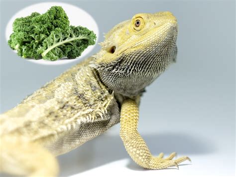 bearded dragon diet  bearded dragons eat kale reptile district
