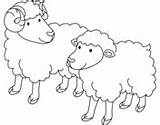 Oveja Ovejas Owieczki Owca Macho Imprimir Dibujar Kolorowanka Rams Hembra Rysunek Gregge Pecore Druku Ewe Kolorowanki Dwie Sheeps للتلوين Supercoloring sketch template