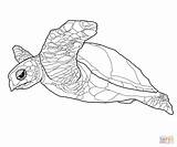 Turtle Coloring Pages Sea Printable Turtles Realistic Drawing Hawksbill Outline Baby Color Google Getdrawings Print Animal Sheets Search Getcolorings Adults sketch template