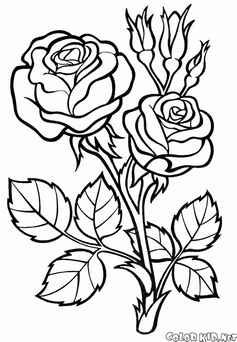 coloring page rose