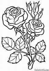 Coloring Pages Rose Print Colorkid Kids Young Flowers Big sketch template