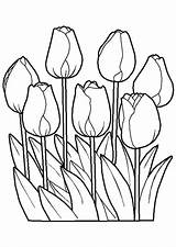 Bloemen Kleurplaten Tulipanes Tulipani Coloriage Lalele Stampare Colorat Tulipes Plansa Topkleurplaat Fiori Bloem1 Creciendo Tigrisor Planse Bloem Flori Kleuren Kleurplaat sketch template