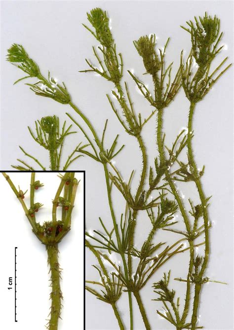 charophyceae stoneworts — the biology primer