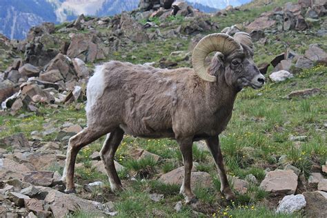bighorn sheep wikipedia