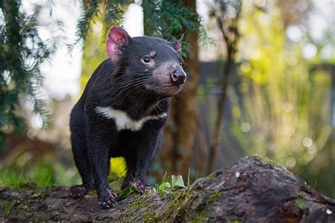 after 3 000 years first tasmanian devil born in wild australian