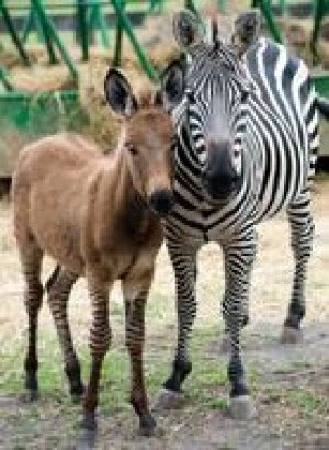 zebra donkey   frederick news post home