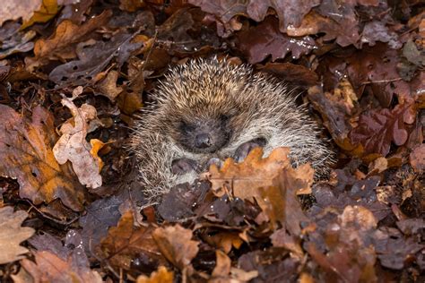 hedgehogs  hibernation    chances  survival