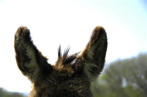 donkey ears  ilvonyx  deviantart