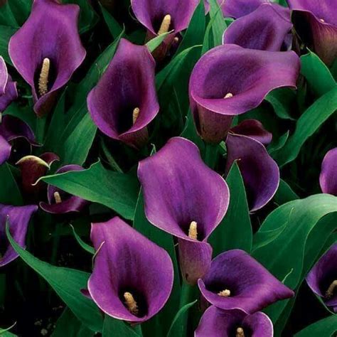Pin By Mike Lamb On Flowers Purple Calla Lilies Amazing