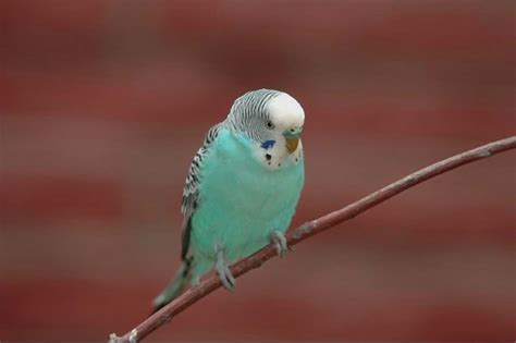 blue parakeets  step complete care  color mutation guide pets  children