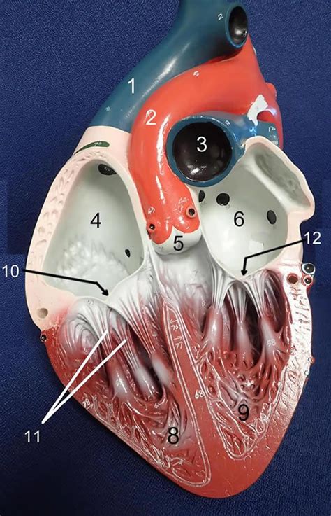 heart models heart anatomy brain anatomy anatomy models