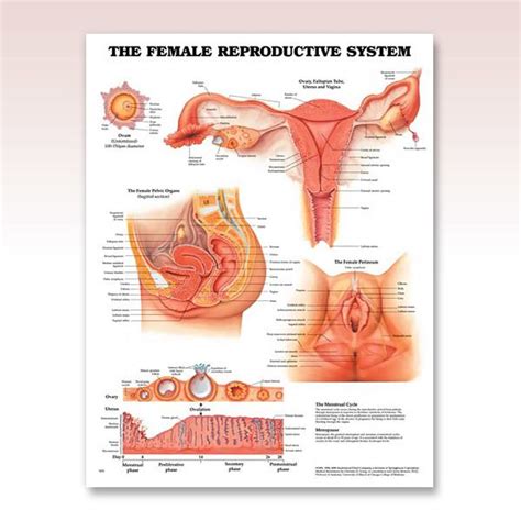 ob gyn the female reproductive system anatomy poster illustrates internal and external views