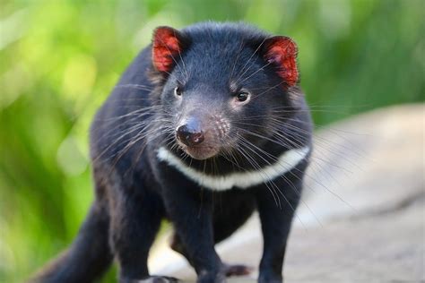 wild tasmanian devils born  australia    time