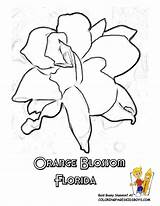 Coloring Florida State Flower Pages Orange Blossom States Georgia Alabama Kids Sheets Longhouse Color Popular Printable Sheet Quapaw Getcolorings Clipart sketch template