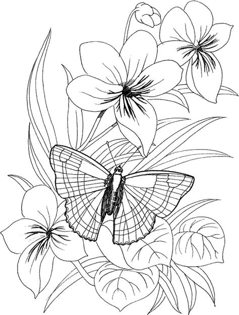 butterfly  flower coloring pages  adults hamptonsfestival