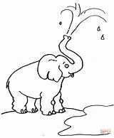 Trunk Elefante Elefantes Agua Baby Lanzando Trompa Blow Elephants Trunks sketch template