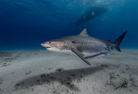 diver hand feeds gentle tiger shark  fish  incredible footage  shark