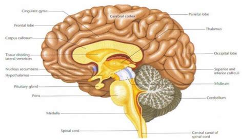 brain sagittal