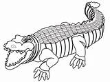 Crocodile Clipart Coloring Drawing Outline Alligator Transparent Clip Card Book Collection Pluspng Kid Webstockreview Paintingvalley sketch template