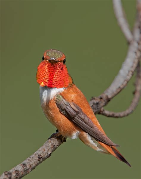 inland         gallery rufous hummingbird