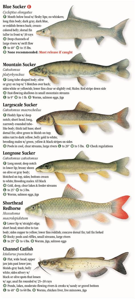 freshwater fishes  montana quick reference publishing