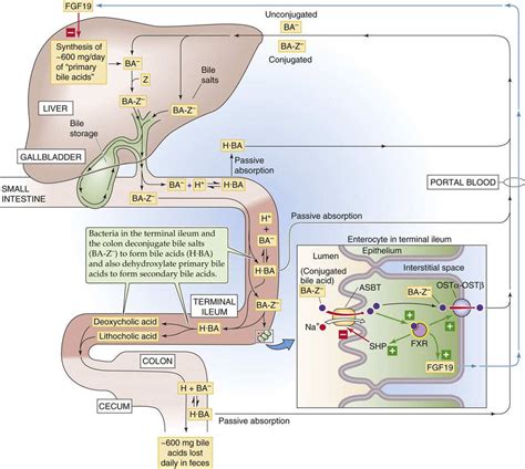 enterohepatic circulation  bile acids hepatobiliary function  gastrointestinal system