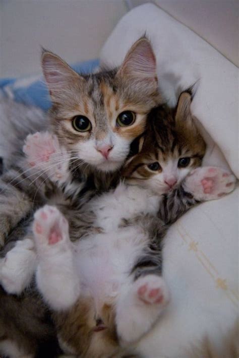 adorable cats   kitten mini mes pulptastic