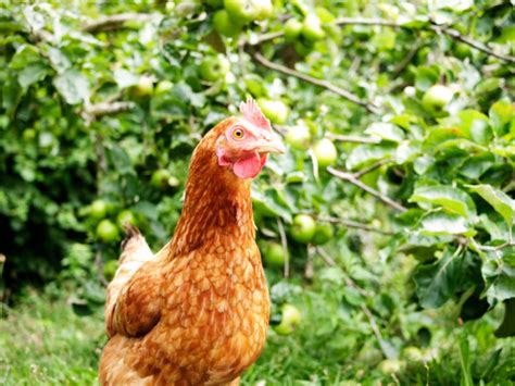 how to start raising chickens for eggs backyard poultry