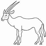 Oryx Coloring Springbok Arabian Pages Printable Cartoon Drawing Kids Antelope Template Gemsbok Color Print Animals Dot Sketch Realistic Sheets Categories sketch template