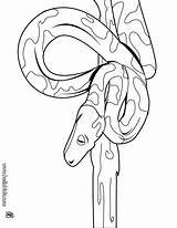 Cobra Lenda Serpiente Constrictora Ausmalen Albino Serpientes Folclore Pintarcolorir Ninos Schlange Hellokids Reptiles Drucken Ausmalbilder Línea sketch template