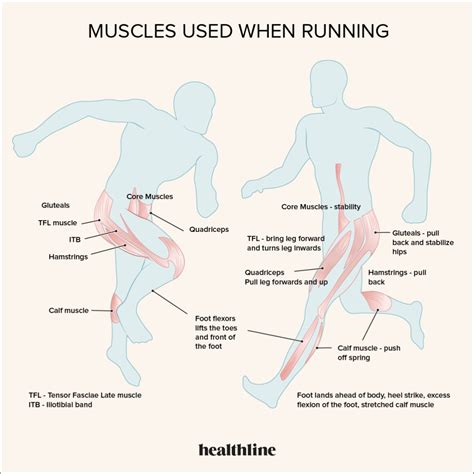 muscles  running work