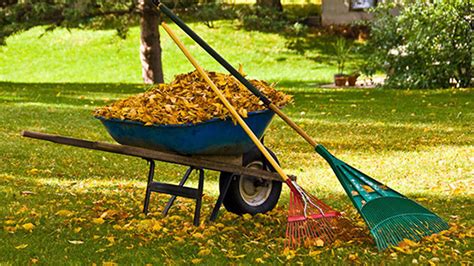fall  spring cleanups  pro lawn service
