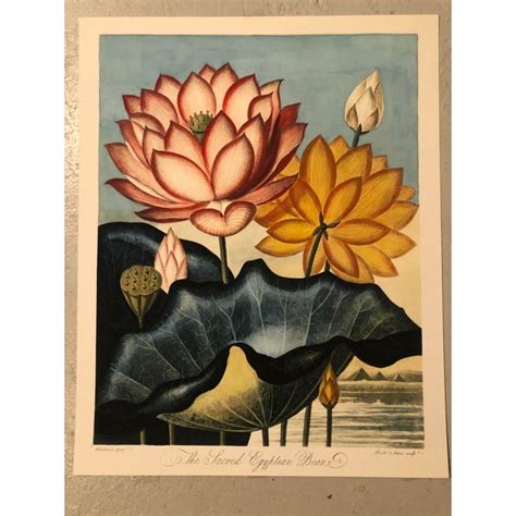 the temple of flora botanical prints a pair chairish