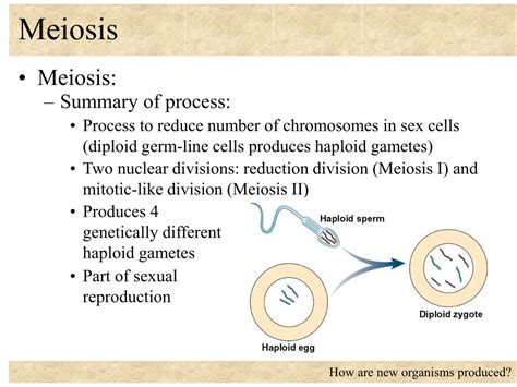 Ppt Meiosis Powerpoint Presentation Free Download Id 702326