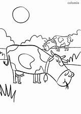 Grazing Bauernhof Cows Ausmalen sketch template