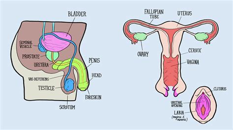 Male And Female Reproductive Systems Harder To Label For Some Than Others