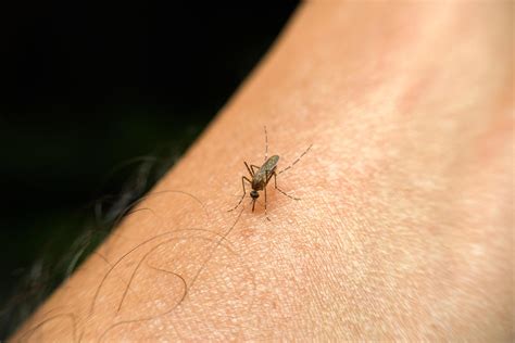 mosquito magnets  blood type   factors    target