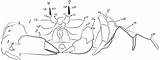 Crab Crabe Relier Dots Printmania sketch template