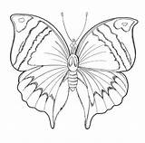 Ausmalbilder Schmetterling Ausmalbild sketch template