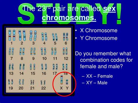 Ppt How Many Chromosomes Do Humans Have Powerpoint Presentation Id