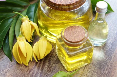 ylang ylang essential oil health benefits and side effects