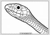Serpiente Serpientes Imprimir Navegación Entradas Rincondibujos sketch template