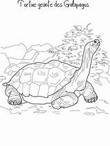 Tortoise Galapagos Dibujar Tortue Tortugas Galápagos Ausmalbilder Tortuga Géante Suivant Aldabra sketch template