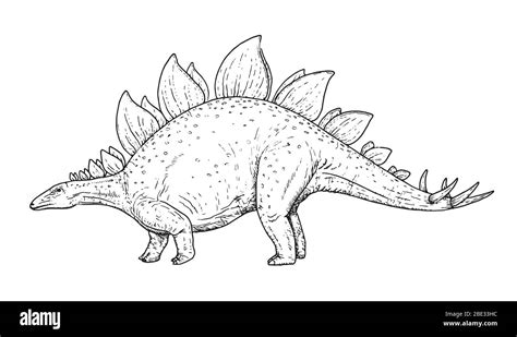 Dibujos De Estegosaurio Para Colorear Para Colorear Pintar E Imprimir