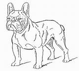 French Bulldog Coloring Pages Drawing Russia Dog Bull Bulldogs Getdrawings sketch template