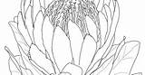 Flower Protea Drawing Template sketch template